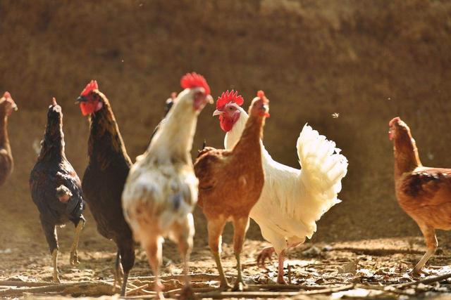 鸡价猛涨，今年为何这么贵？3个原因影响鸡价