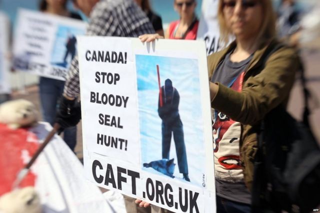 为保护渔业，十年捕杀260万只竖琴海豹，加拿大是怎样掩耳盗铃？