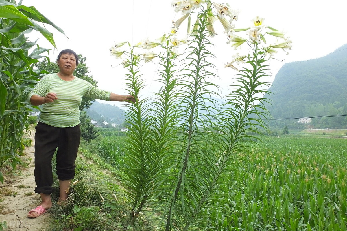 园林花卉有哪些（图文结合详解50种常见的园林花卉）