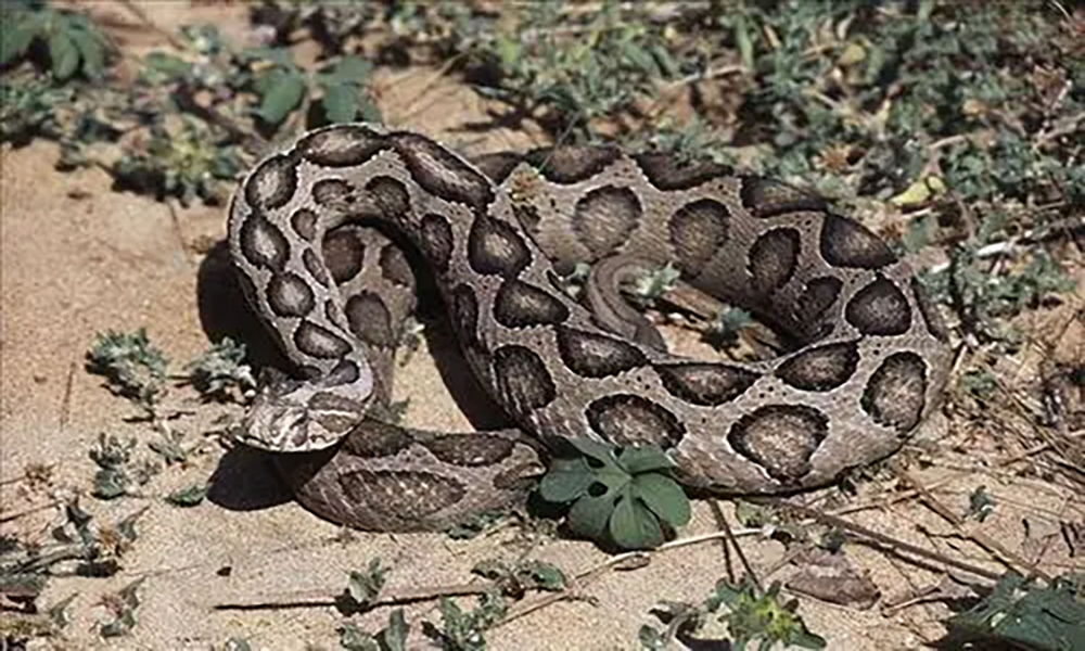 蛇的种类名称及图片(这些全球著名的蛇类) - 赤虎壹号