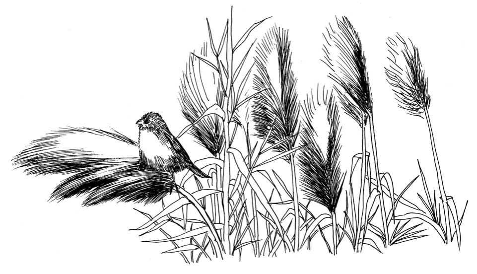 听说你不会画芦苇钢笔画，视界教你画芦苇，简单易学，快来临摹