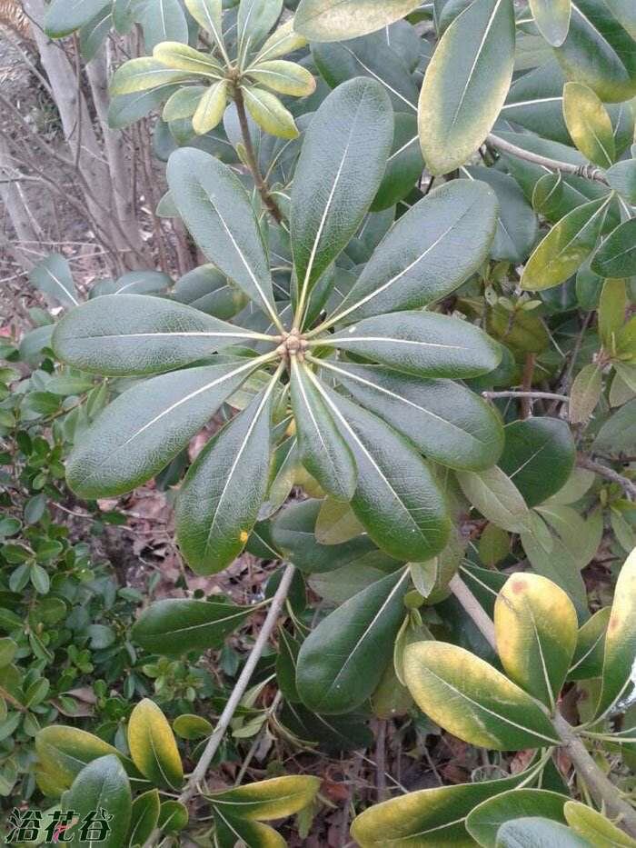 中药山枝的功效与作用-我的快乐小窝