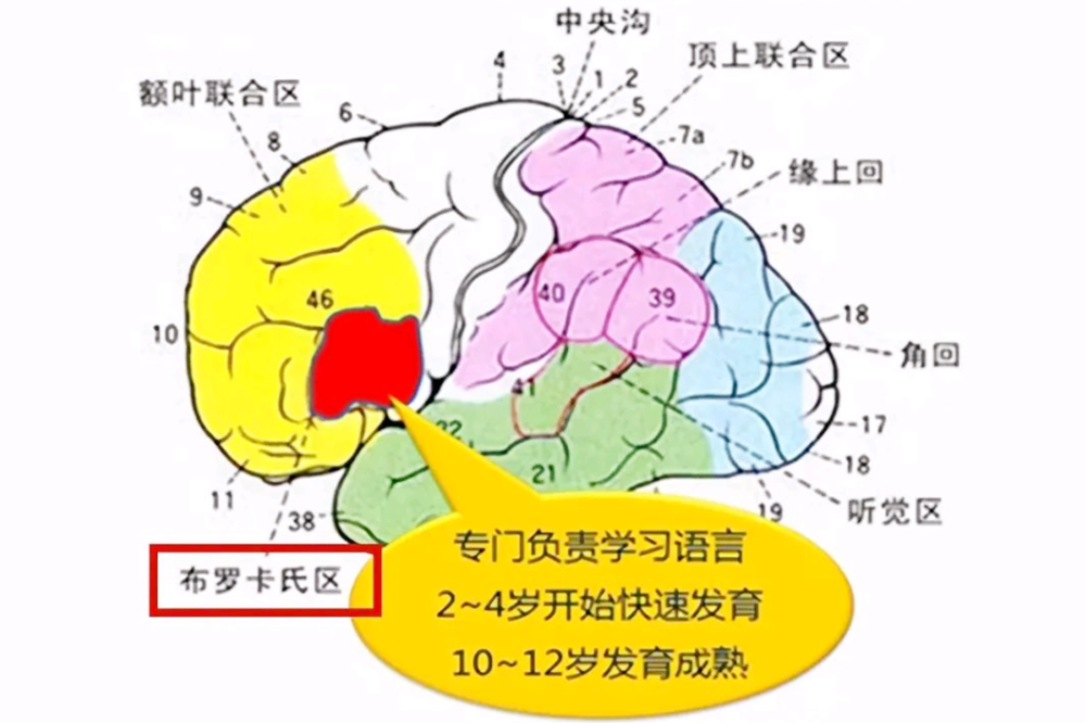 开口早的宝宝聪明，还是开口晚的娃聪明？这个时间开口说话更聪明