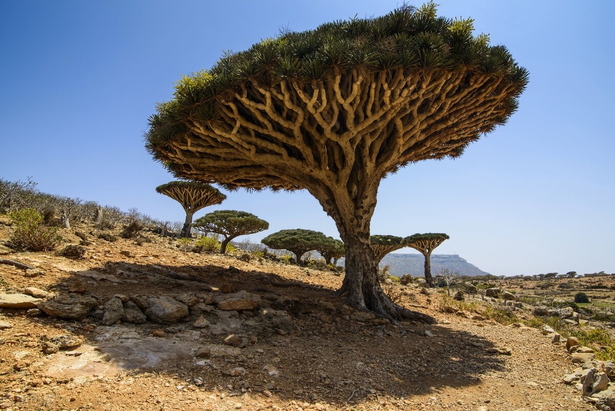云南白药大家都知道,更名贵的是云南红药,来自世界上最长寿的树