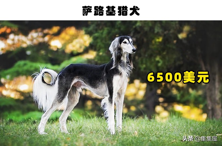 世界最贵的狗排名第一（盘点世界上最昂贵的10种狗狗）
