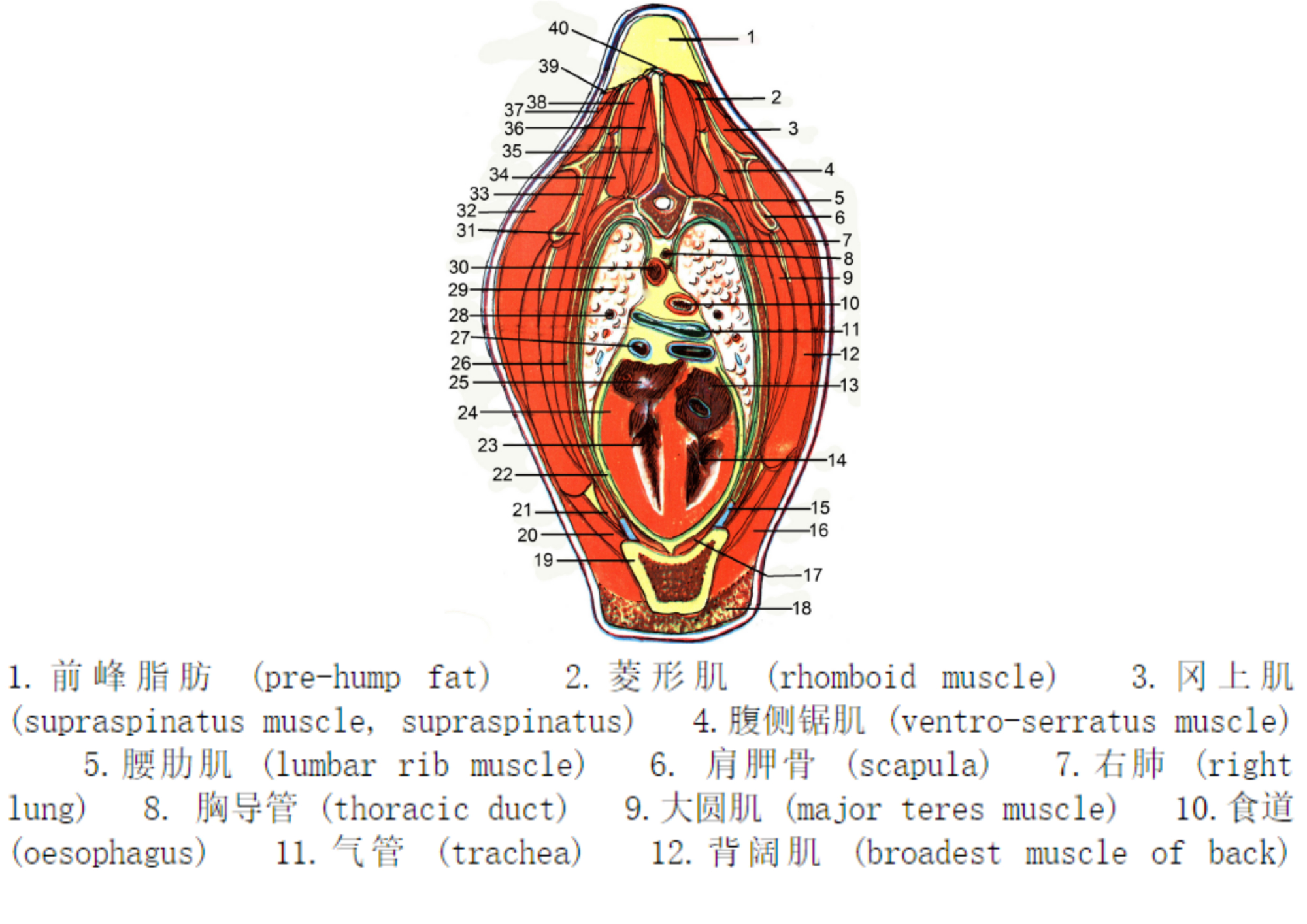 仙人掌解剖结构图图片