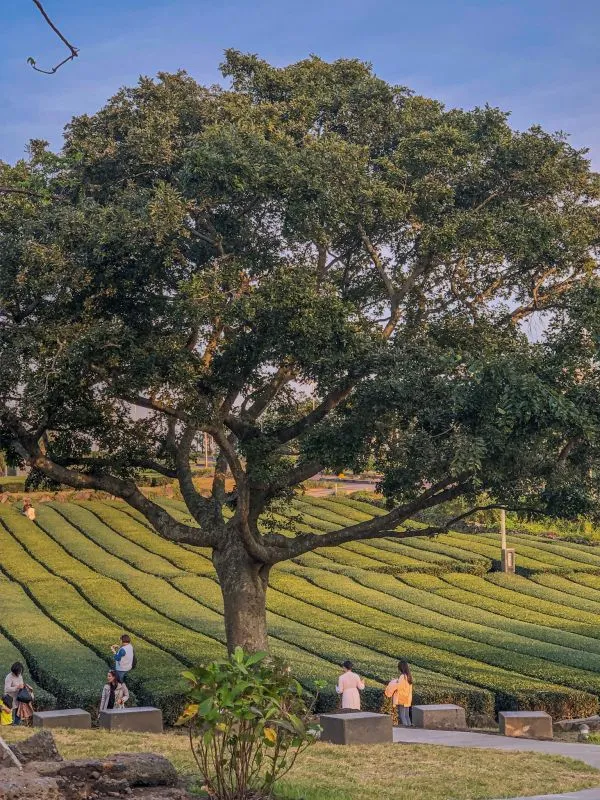 愿有人知你不易，懂你悲欢，护你安然