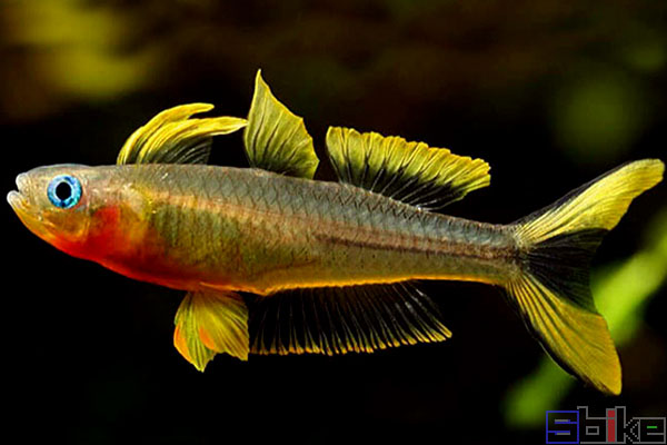Sbike动植物百科：十大最美丽的淡水观赏鱼
