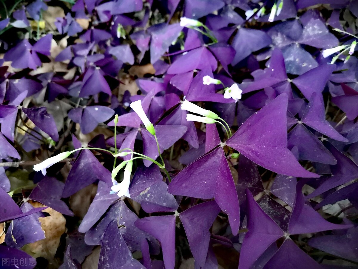 园林花卉有哪些（图文结合详解50种常见的园林花卉）