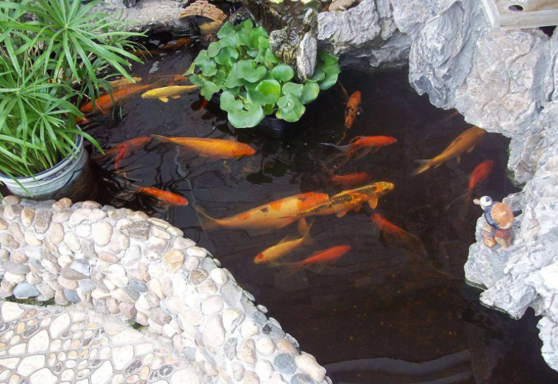 屋宅风水池塘多深多大为宜(庭院做鱼池的讲究)--亚圣国学网
