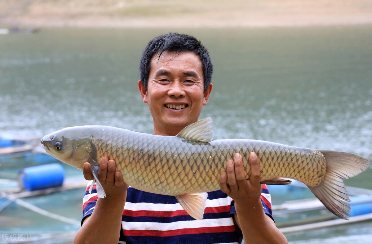 小龙虾跌15元，苹果一斤亏1元，土豆3毛一斤，草鱼为何大涨8元？