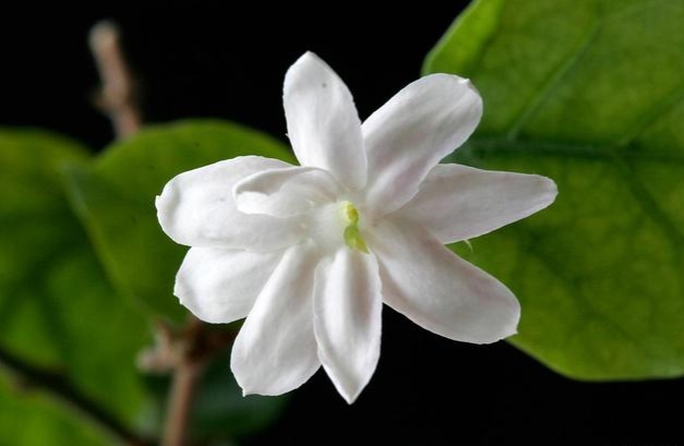 學會正確修剪茉莉花，不僅苗壯株型美，而且還可開花多