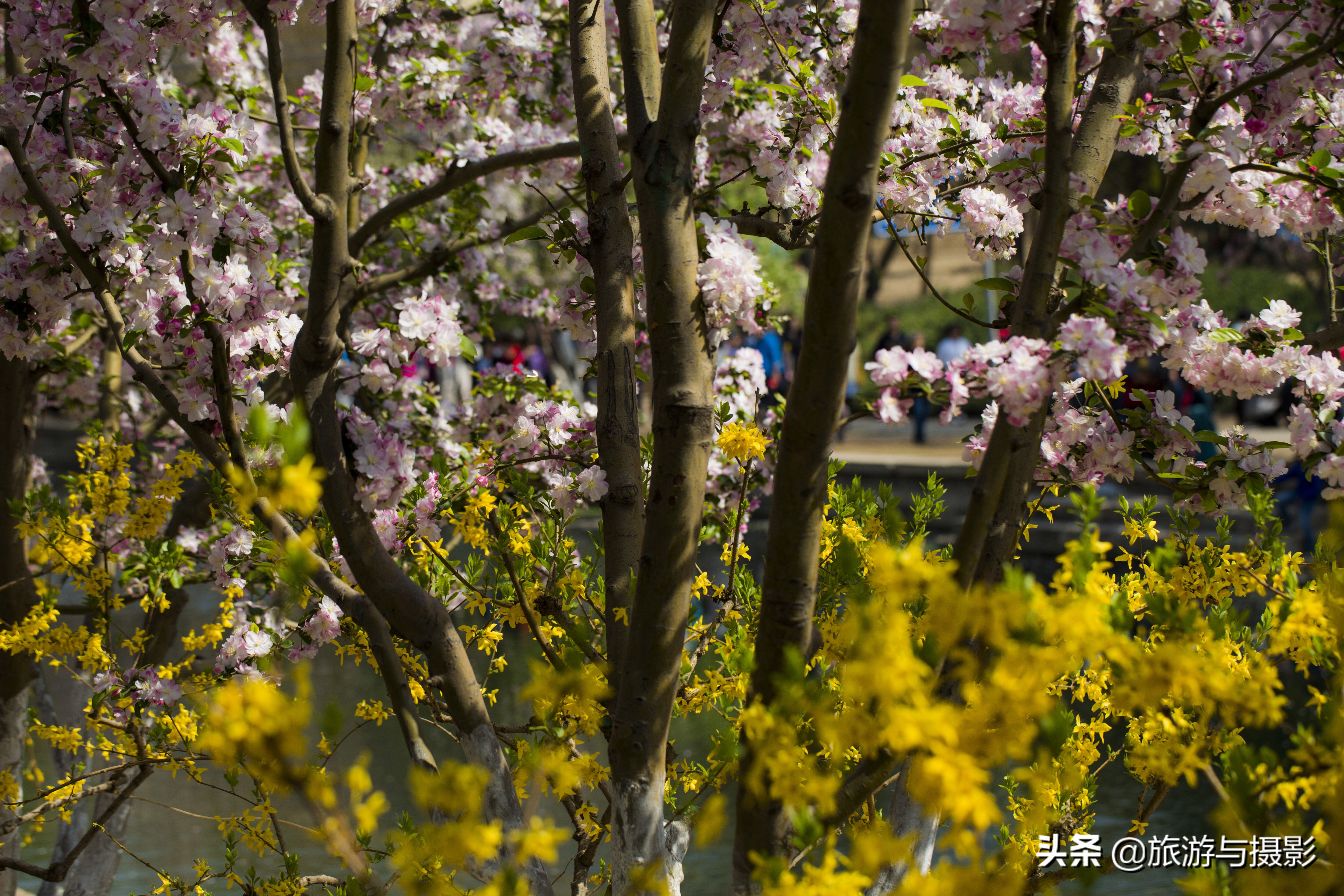 海棠花古诗美图38首