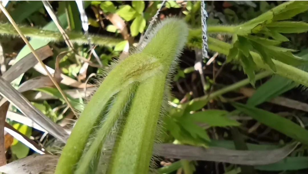 水芹菜与毒芹,狼把草的详细区别