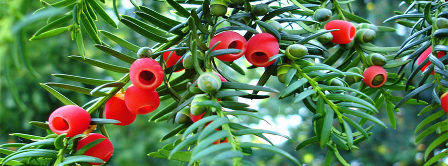 红豆杉果实美观价值高，怎么养成室内盆景？这几点要知道！
