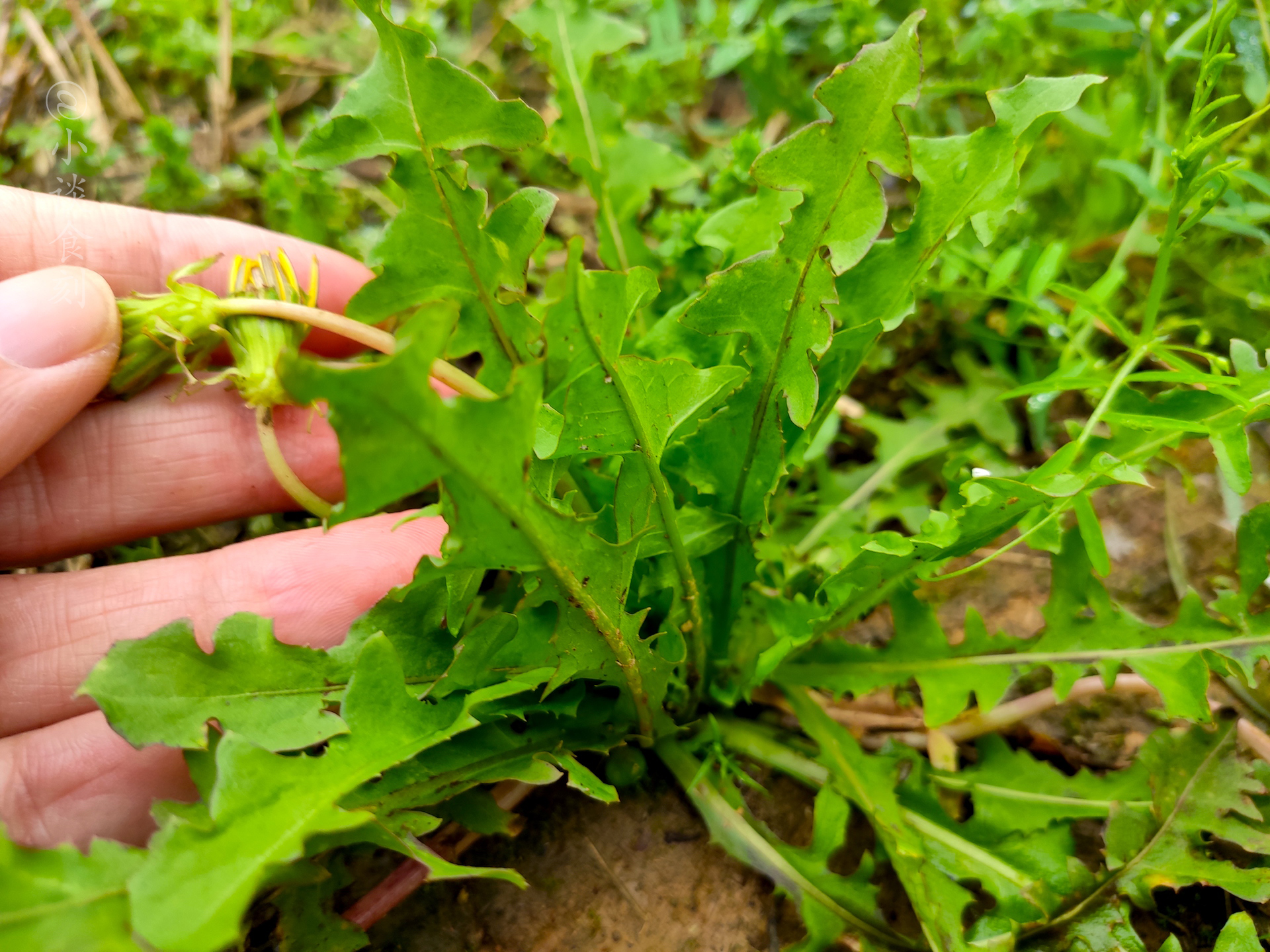 蒲公英炒鸡蛋的功效与作用 -生活知识库-动动脑