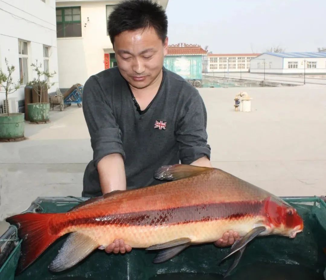 胭脂鱼照片图片