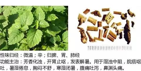 300个中草药图谱（附主治功效），知道一半就太牛了（上）