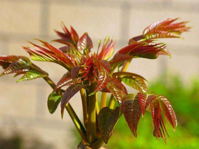 香椿芽苗菜，简便高效且四季可生产，关键生产技术详解