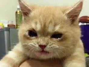 猫咪经常流泪是什么原因引起的?常见的猫咪眼部疾病有哪些?