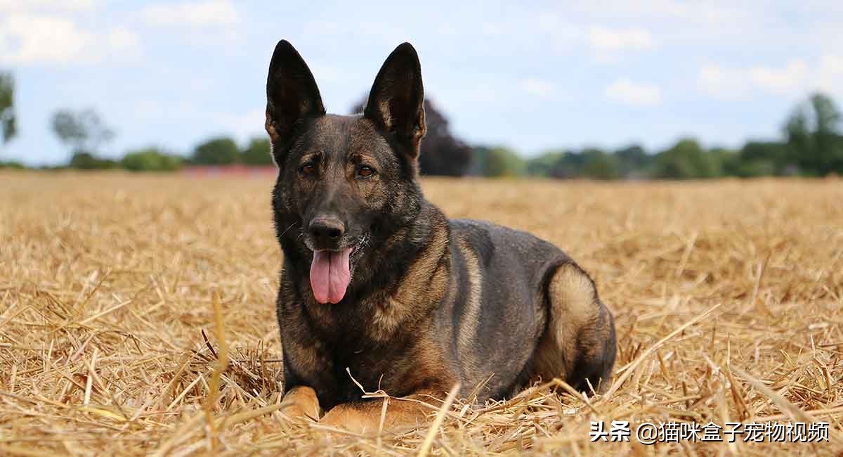 这四种类型的护卫犬 最勇敢的狗 名单上的罗伊纳犬 天天看点