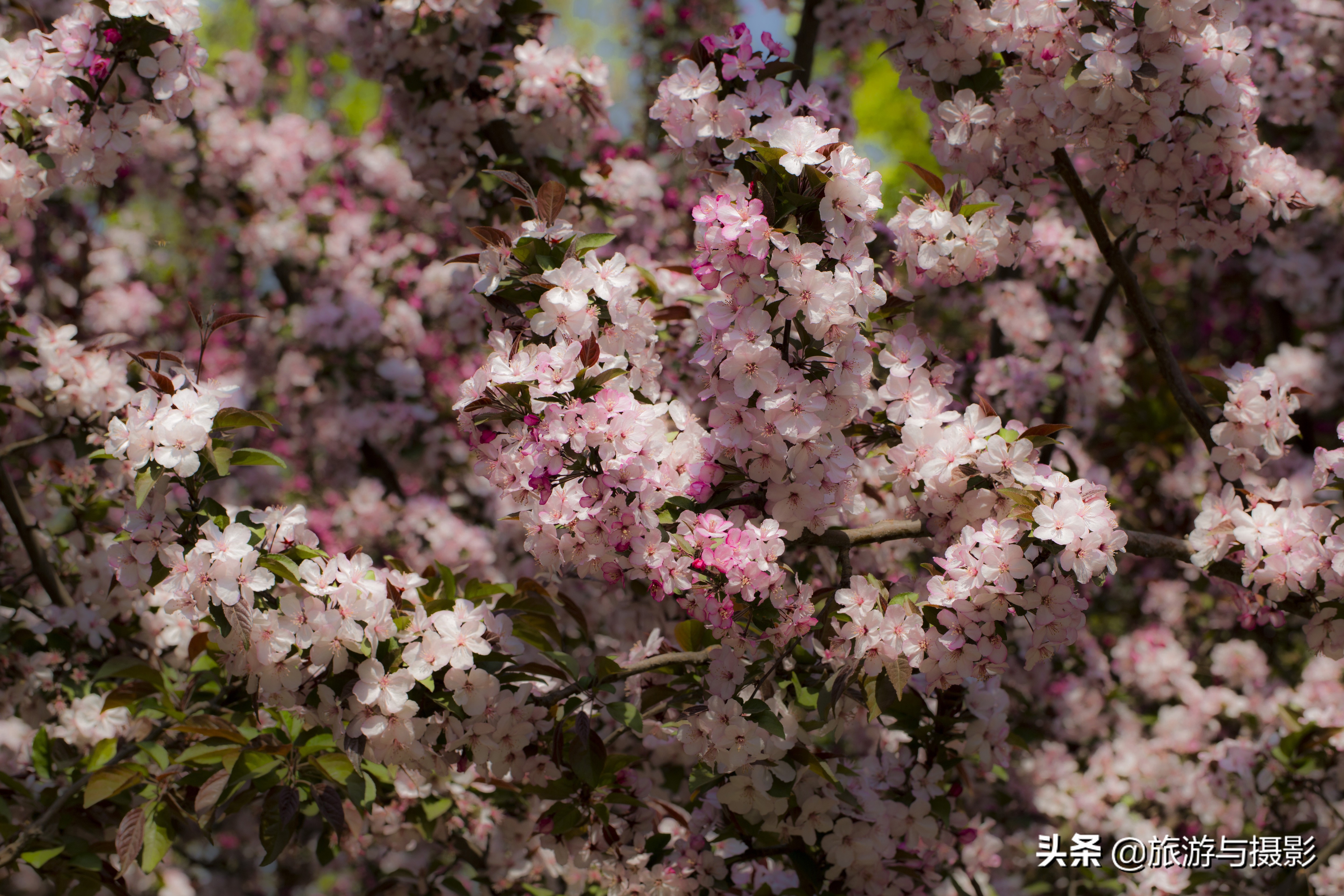 海棠花古诗美图38首
