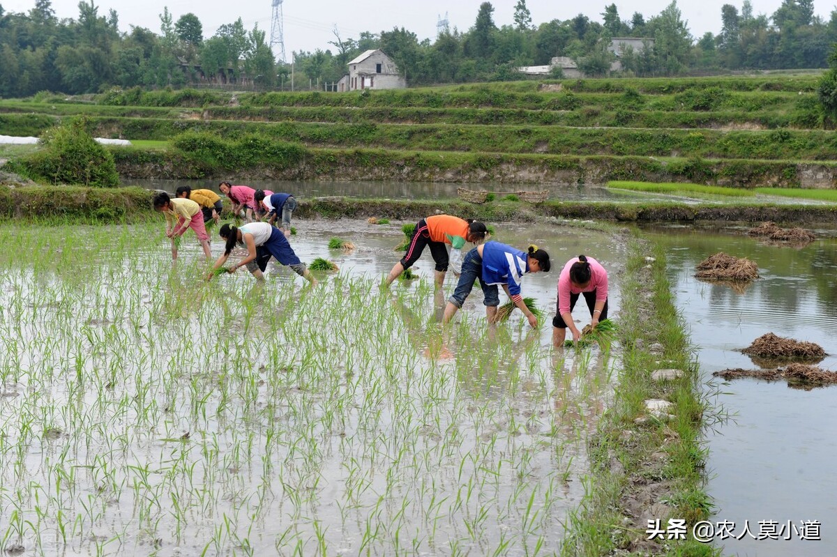 农村里面种植粮食，相对应的粮食补贴你拿到了吗？有什么要求呢？