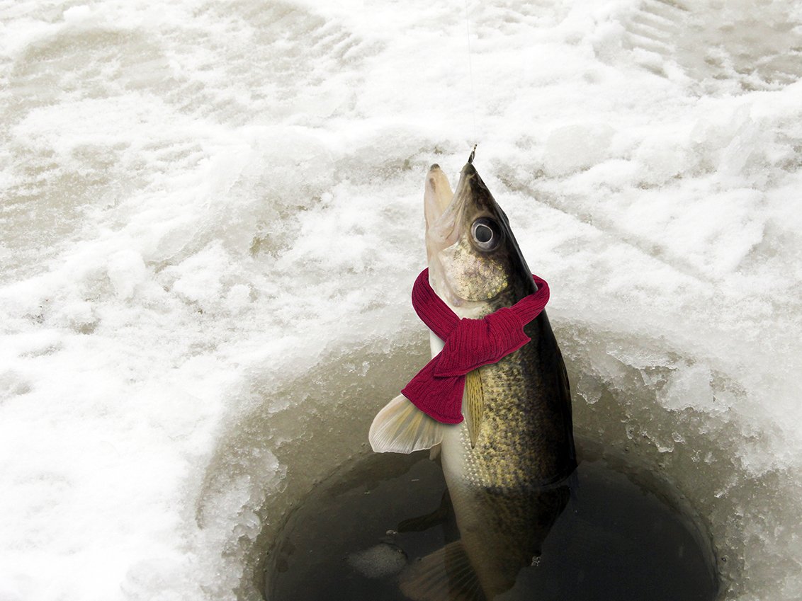鱼类会冷吗？河流都结冰的冬天，鱼类为什么很少被冻死？