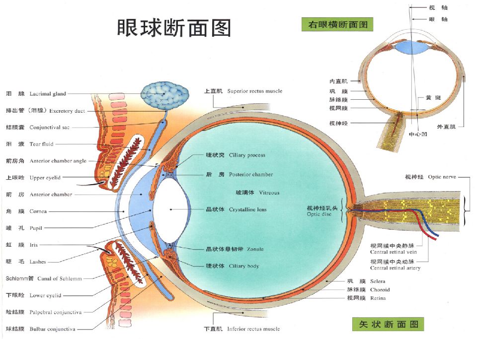 眼球的基本结构示意图（图文讲解眼球的生理构造）