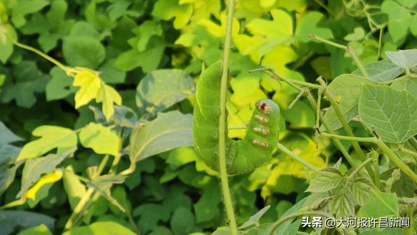 许昌一合作社包地280亩,养殖绿色大蠕虫,亩产3万元