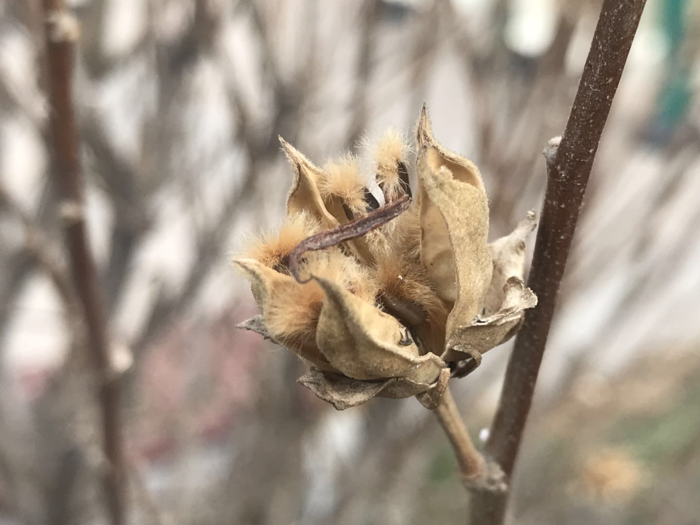 原创:隆冬时节,木槿果如小鸟,它还隐藏着如此多的故事