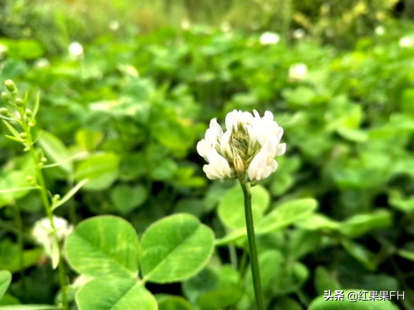 车轴草的功效与作用（医药价值和肥田重要价值）