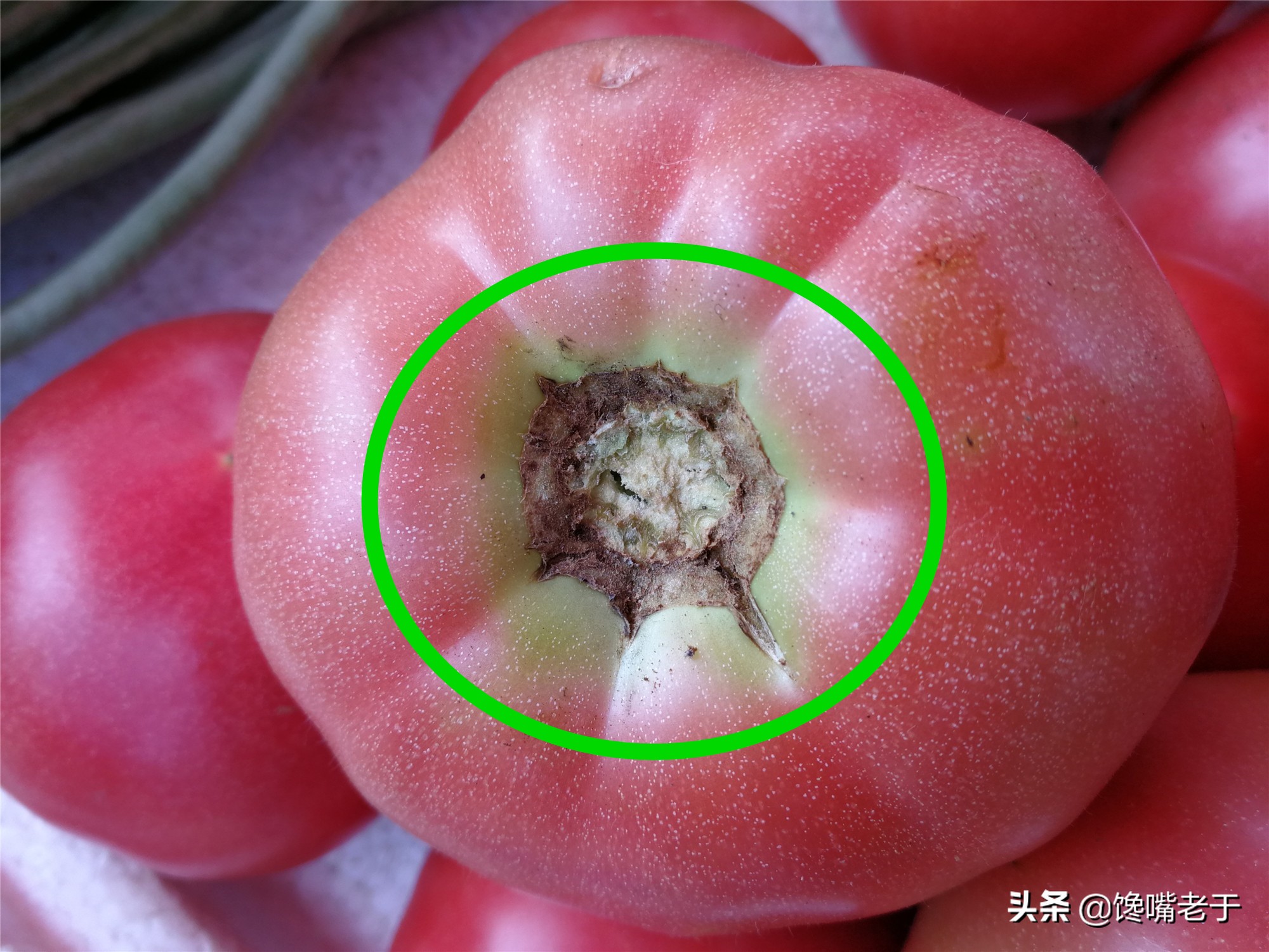 現(xiàn)在的西紅柿又酸又硬？老菜農(nóng)：牢記4點(diǎn)，沙甜多汁，一挑一個(gè)準(zhǔn)