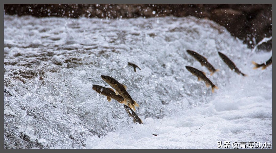 青海湖的湟鱼，上百万年的进化退去鳞片，却经不起人类数年的捕捞