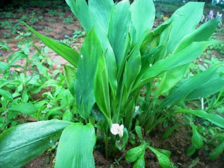 田七图片(土田七是一种什么样的植物?)-我评号