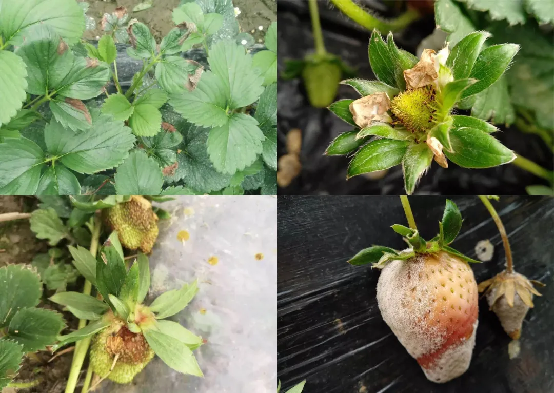草莓常见的病害分析，田间实拍高清图片，附防治方案