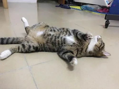 一组猫咪露肚皮的可爱图片:看到第三张就想立马去撸猫了