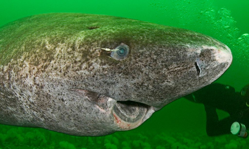 格陵兰睡鲨寿命(地球上活着最长寿的格陵兰鲨)