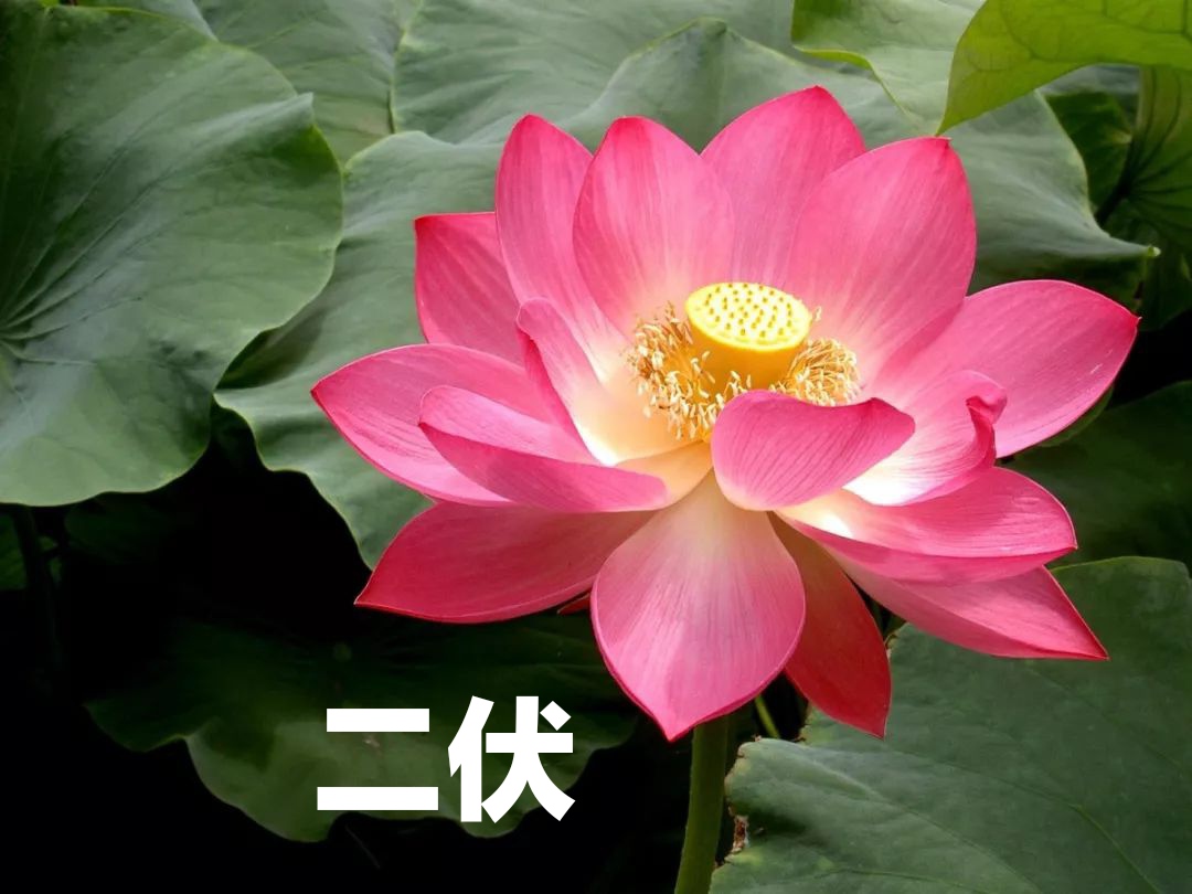 二伏天家常面条做法大全，简单易学好吃不油腻