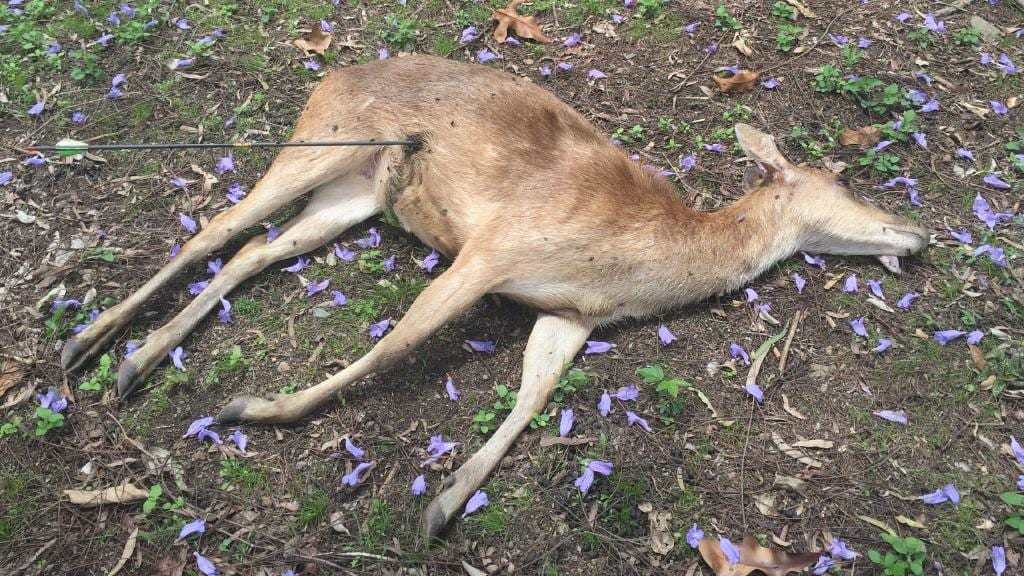 一头白尾鹿被利箭射穿头部后,依旧四处觅食,它不疼吗?