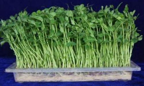 芽苗菜生产效益和前景分析