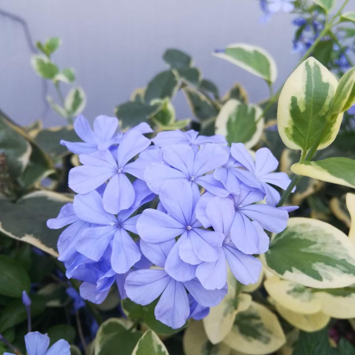 喜欢蓝色的一定不要错过，这5种蓝色系的花，清新又浪漫