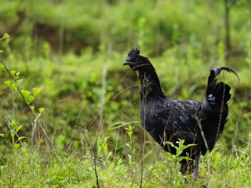乌鸡为什么是黑的