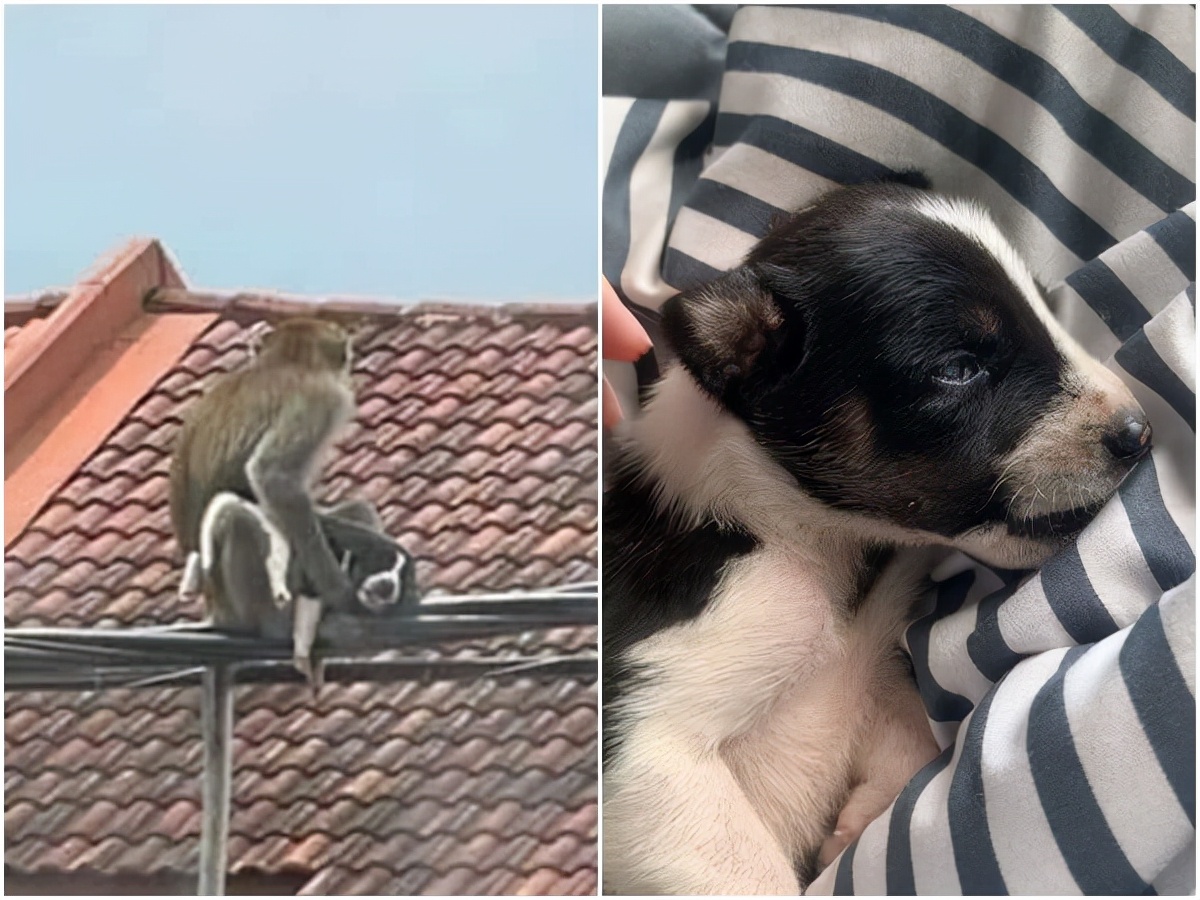 出生2周的小奶狗，被猴子入室强行抱走，3天后幸运获救