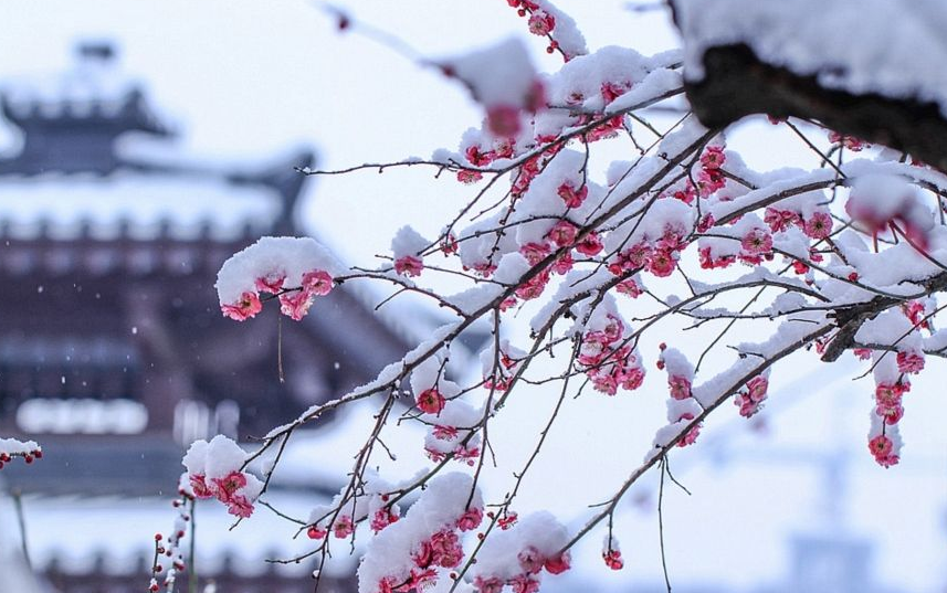 梅须逊雪三分白，雪却输梅一段香，诗词中的梅花美到骨子里