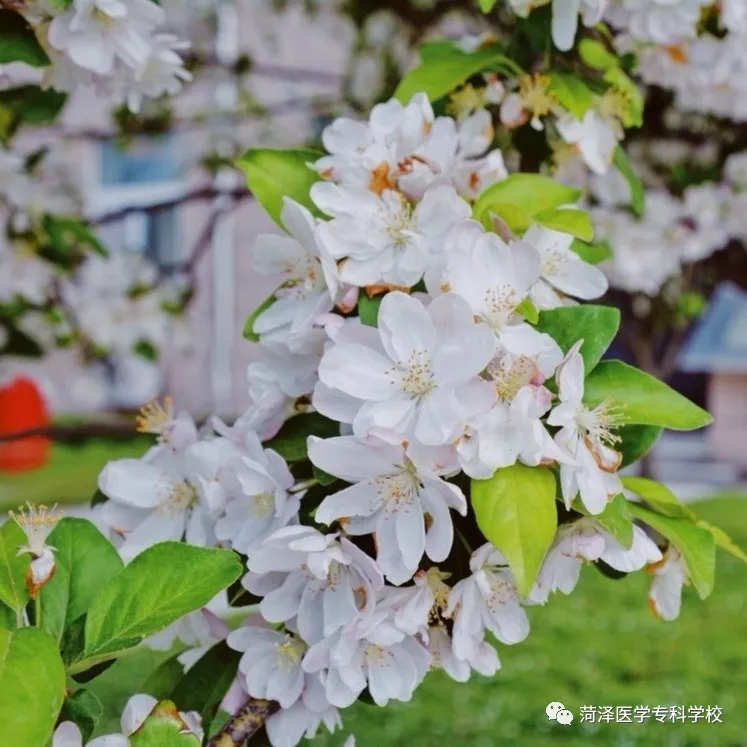菏泽医学专科学校牡丹，又是姹紫嫣红开遍