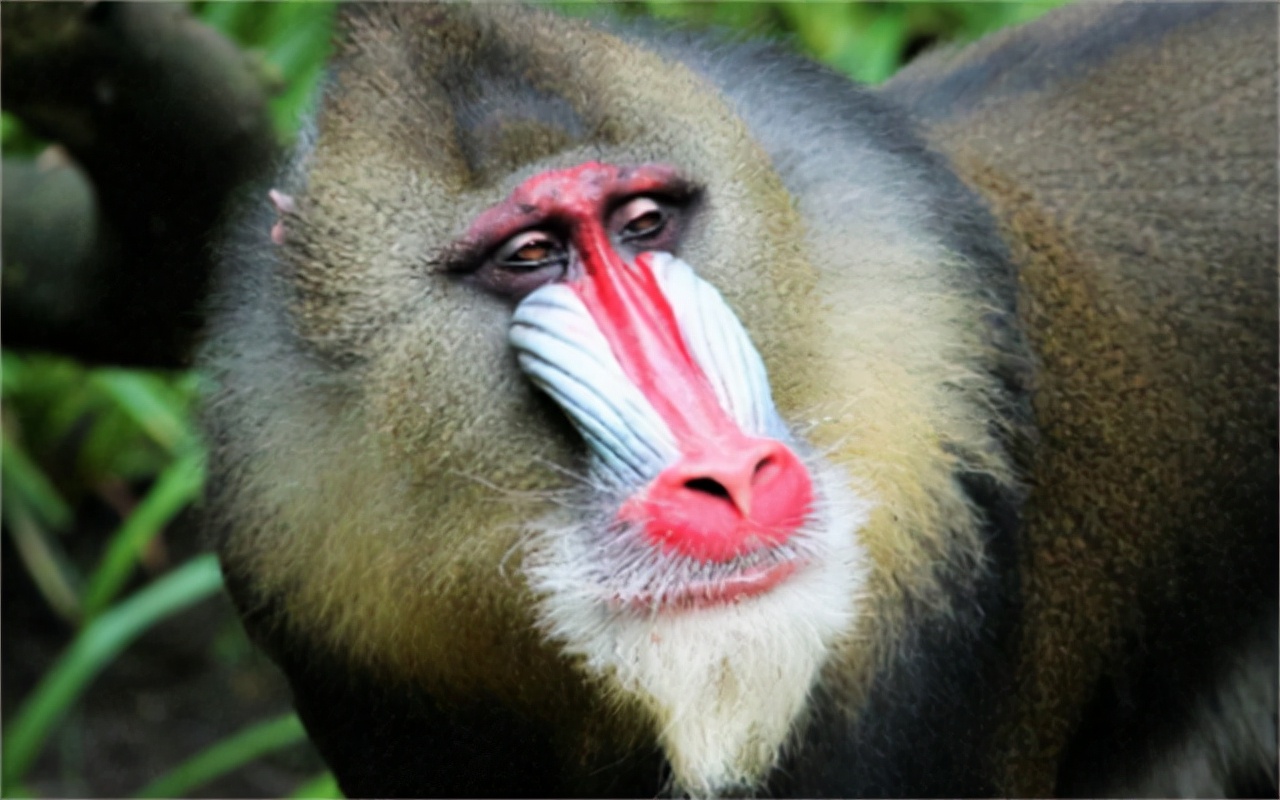 大马猴图片(古人常说) - 赤虎壹号