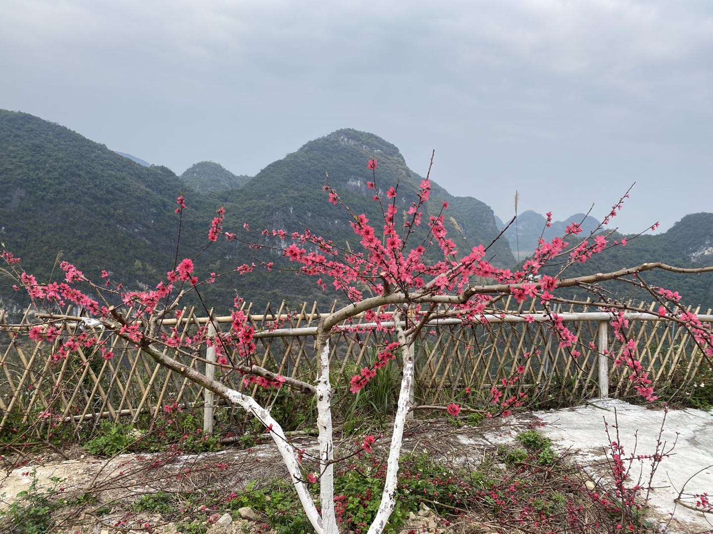 马山鹰嘴桃｜桃花与云海相伴，美如画卷