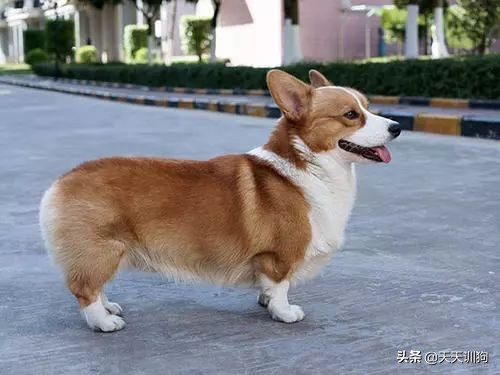 柯基为什么要断尾是怎么断尾的