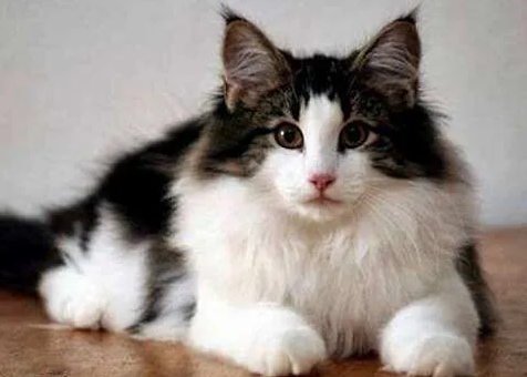 北欧神话中的“挪威森林猫”，到底是怎样的神奇存在？
